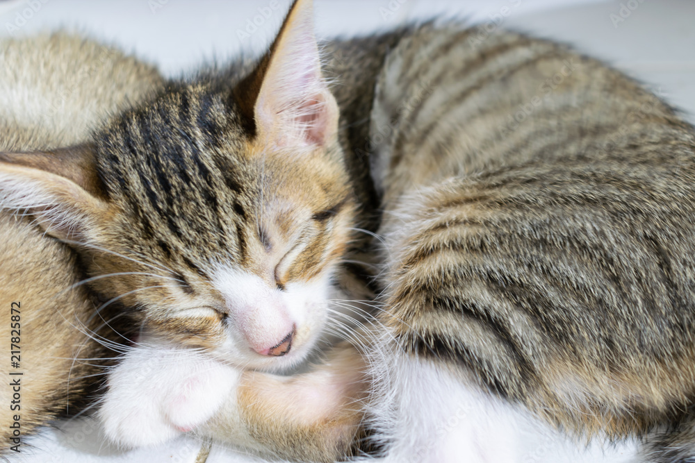 Cute Black Striped Sleeping Kitten