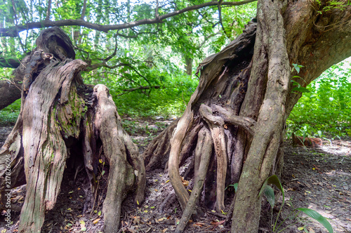 Big old tree trunk.