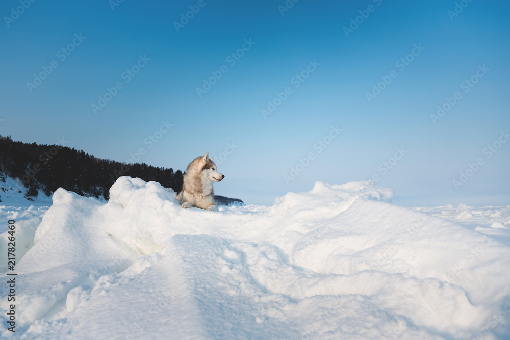 Obraz premium Gorgeous siberian husky dog is lying on the ice floe and looking afar.