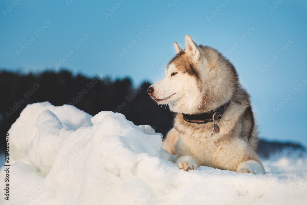 Naklejka premium Portrait of Siberian husky on the snow on the frozen Okhotsk sea and forest background in winter