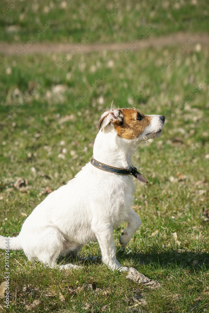 Dog Jack Rassell terrier for a walk in the park Dog Jack Rassell terrier for a walk in the park
