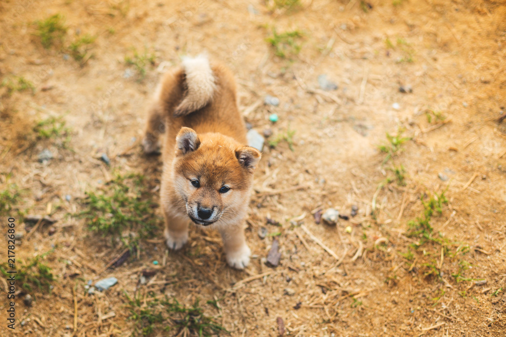 Portrait of lovely japanese shiba inu puppy standing outside on the ground and looking to the camera
