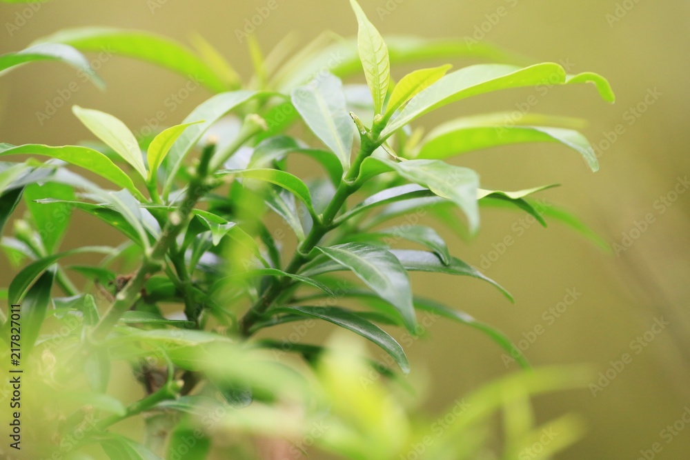 Obraz premium Closeup nature view of green leaf on blurred greenery background