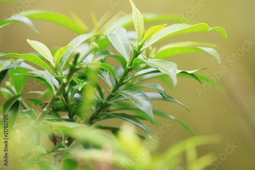 Closeup nature view of green leaf on blurred greenery background