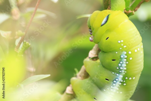 Closeup the Big green worm on tree, Giant green worm on treetop