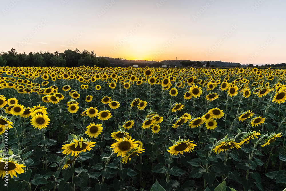 Foto campo girasoli