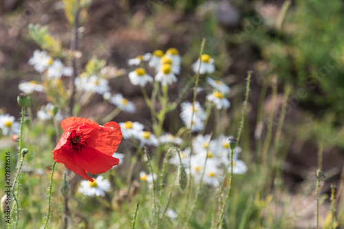 Fototapeta Naklejka Na Ścianę i Meble -  Red Poppy flower closeup