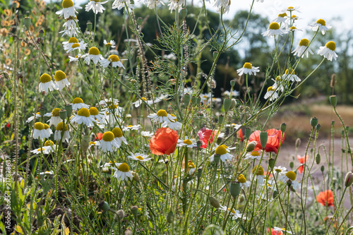 Fototapeta Naklejka Na Ścianę i Meble -  Summer flowers closeup