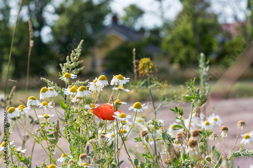 Fototapeta Naklejka Na Ścianę i Meble -  Garden summer flowers