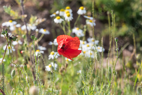 Fototapeta Naklejka Na Ścianę i Meble -  Red Poppy flower in focus