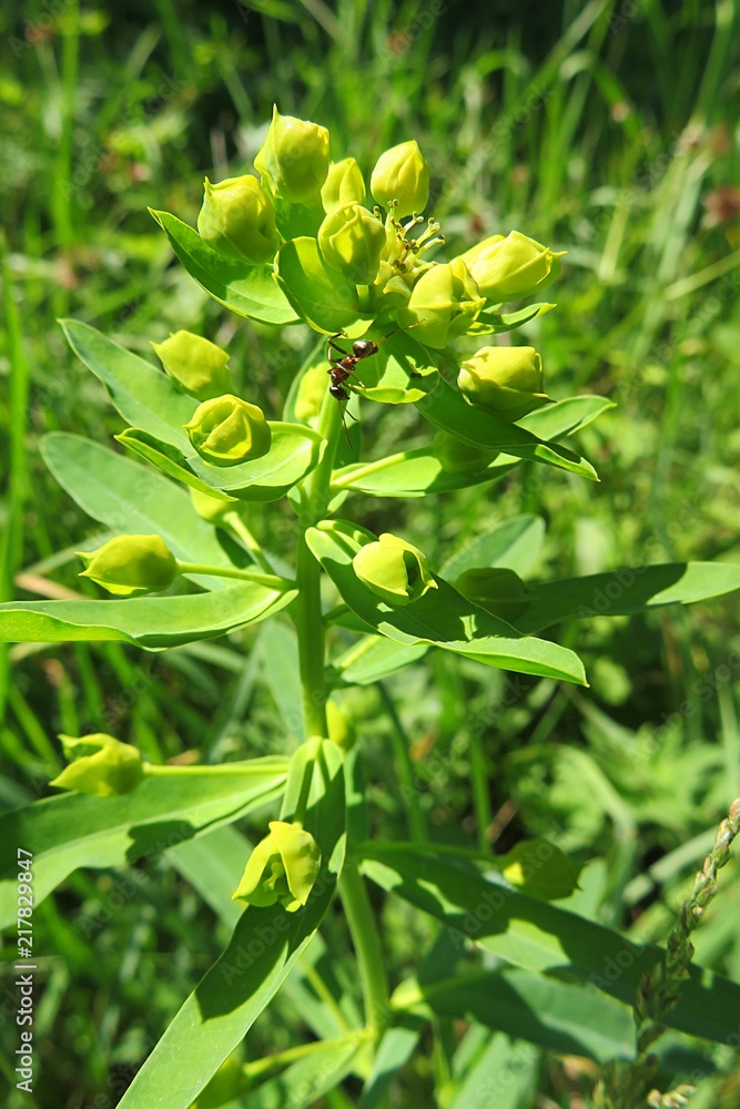 Spurge plant in the garden on natural green leaves background Spurge plant in the garden on natural green leaves background