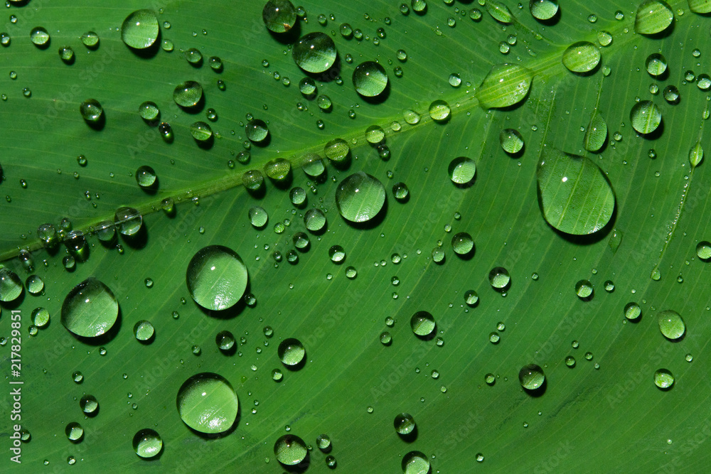 water drops on leaf green.