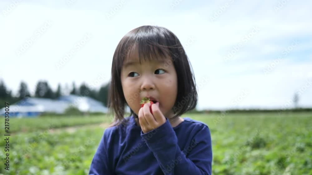 Asian chinese child picking strawberry on a farm Asian chinese child picking strawberry on a farm