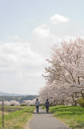 桜並木の下で散歩