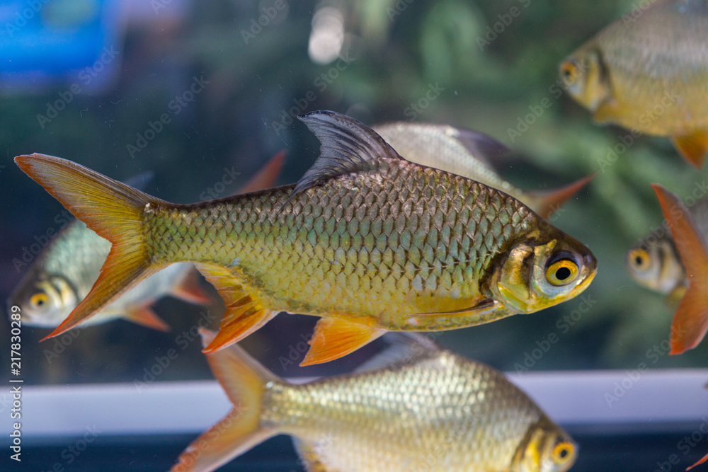 Fototapeta premium Group of Silver Barb, Java barb