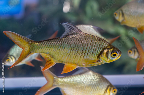 Group of Silver Barb, Java barb