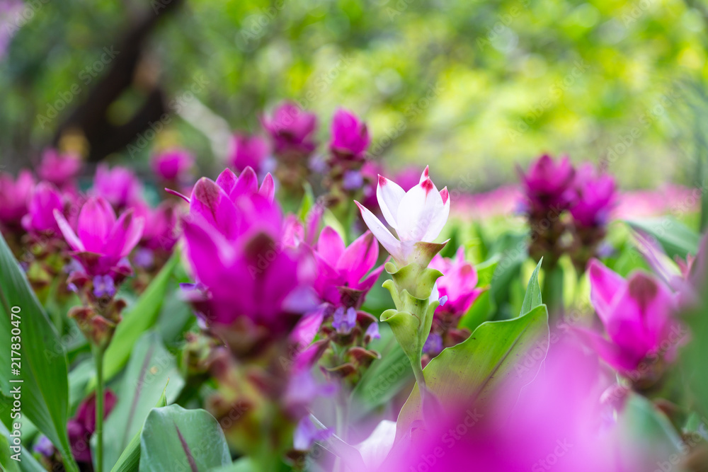 Siam tulip or summer tulip (Curcuma alismatifolia) in the garden
