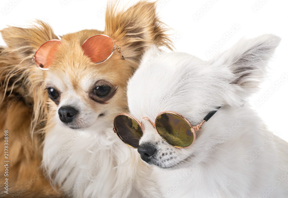 little dogs in studio little dogs in studio