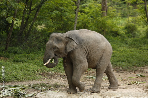 Thailand Elephants Roaming Free in Phitsanulok, Thailand.