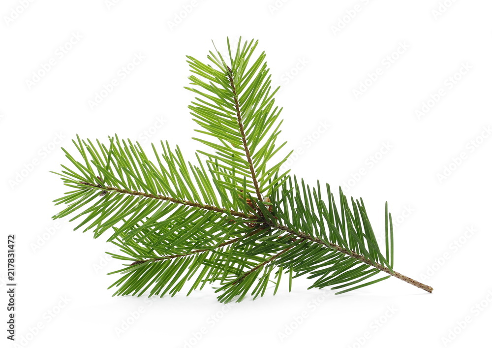 Pine branch, natural decoration isolated on white background Pine branch, natural decoration isolated on white background