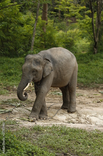 Thailand Elephants Roaming Free in Phitsanulok, Thailand.