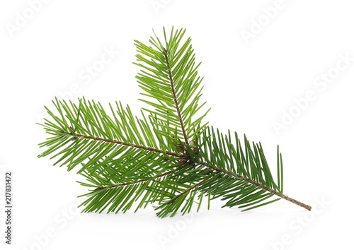 Pine branch  natural decoration isolated on white background