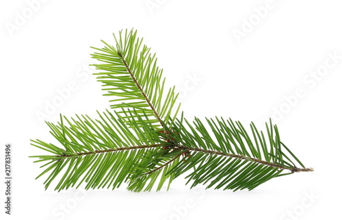 Pine branch  natural decoration isolated on white background