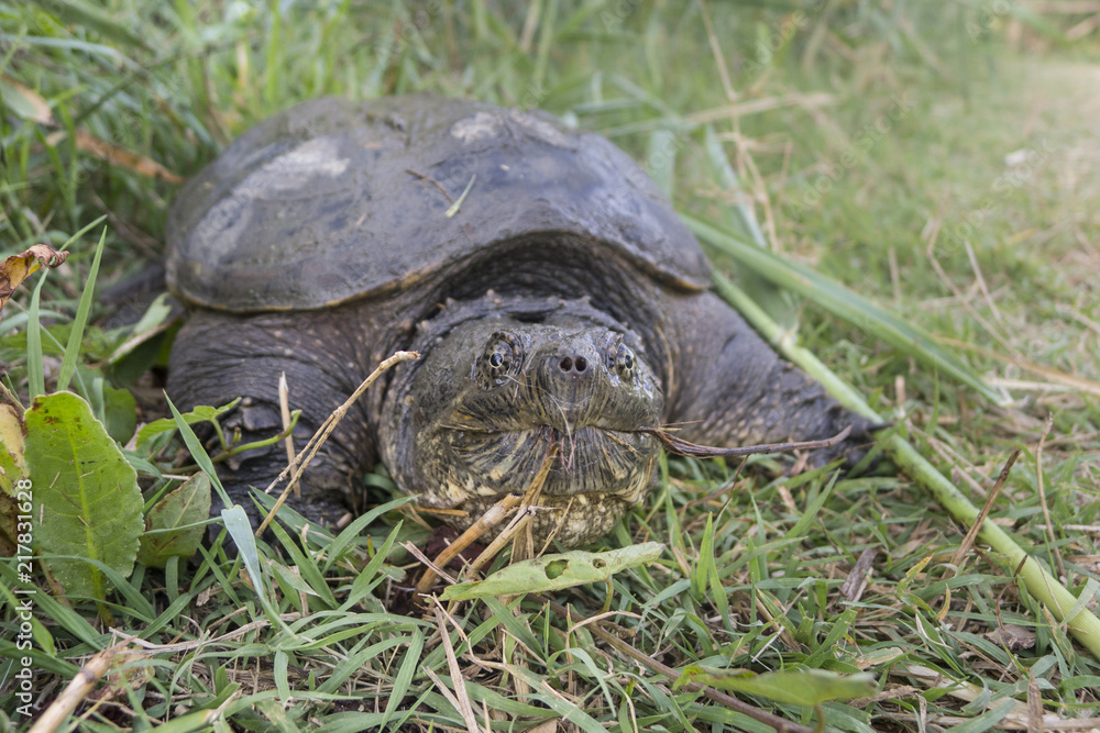 Common snapping turtle, Chelydra serpentina, Common snapping turtle, Chelydra serpentina,