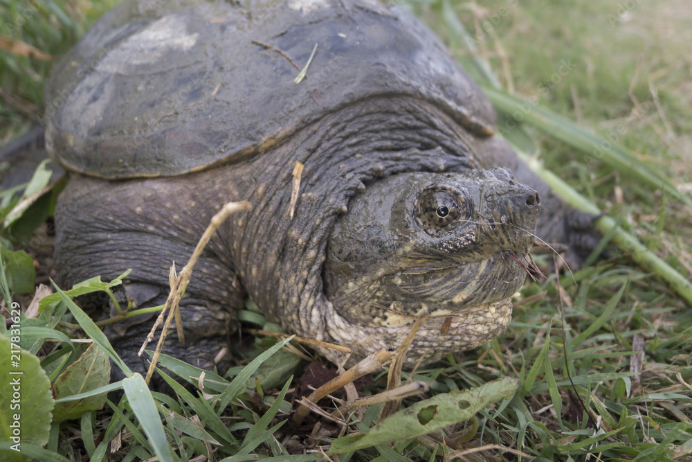 Common snapping turtle, Chelydra serpentina, Common snapping turtle, Chelydra serpentina,