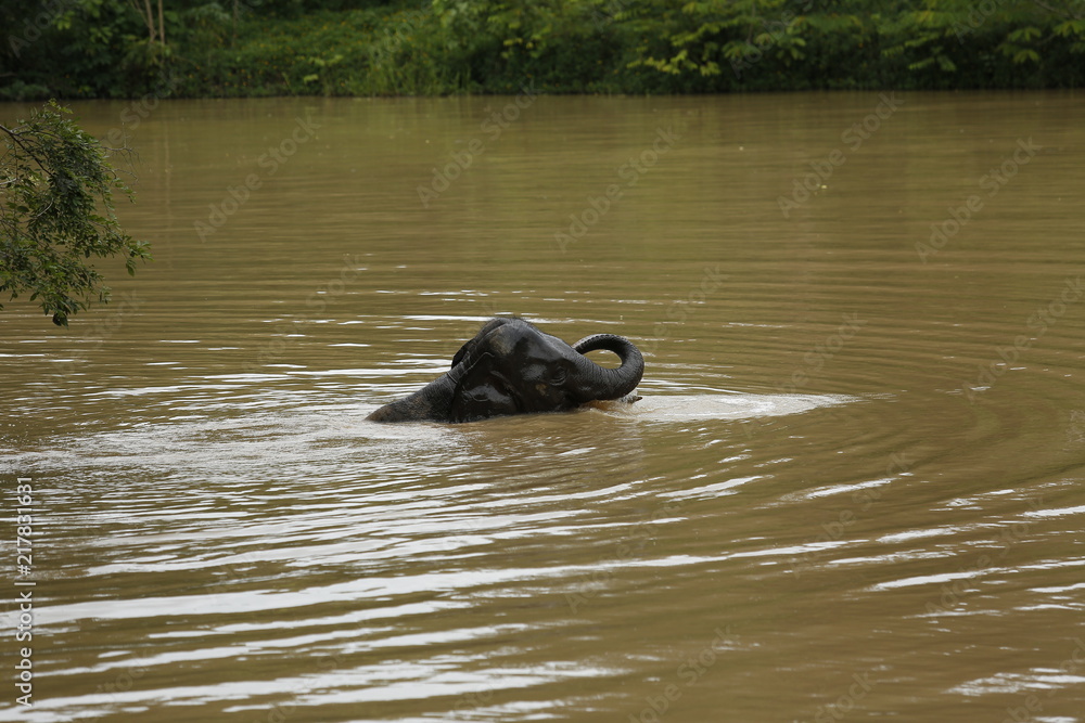 Fototapeta premium Thailand Elephants Roaming Free in Phitsanulok, Thailand.