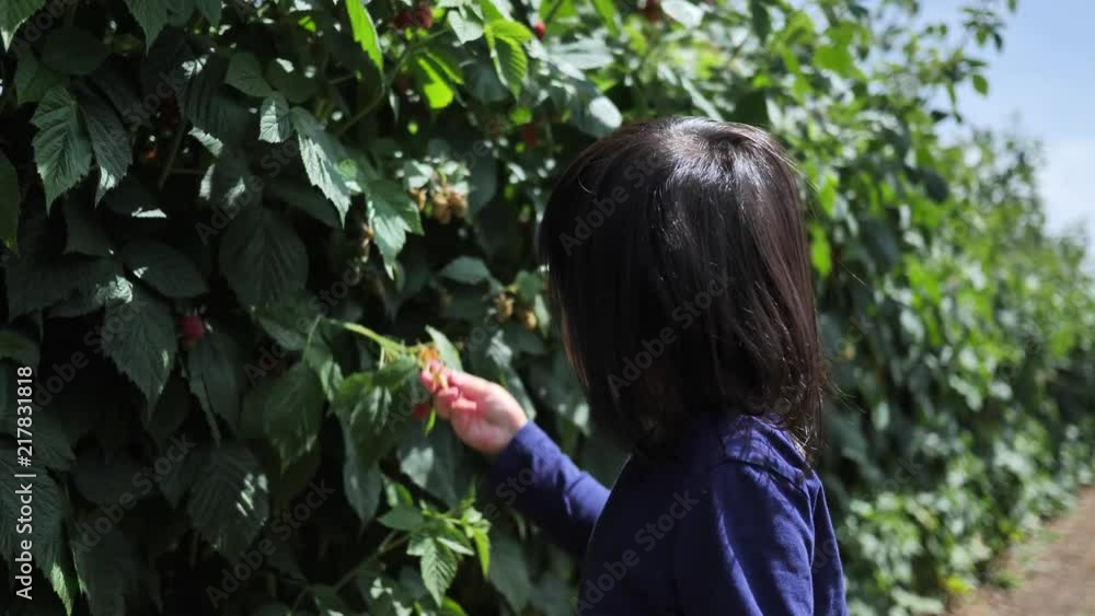 Asian chinese child picking strawberry on a farm Asian chinese child picking strawberry on a farm