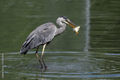 Φωτογραφία Le héron pêcheur
