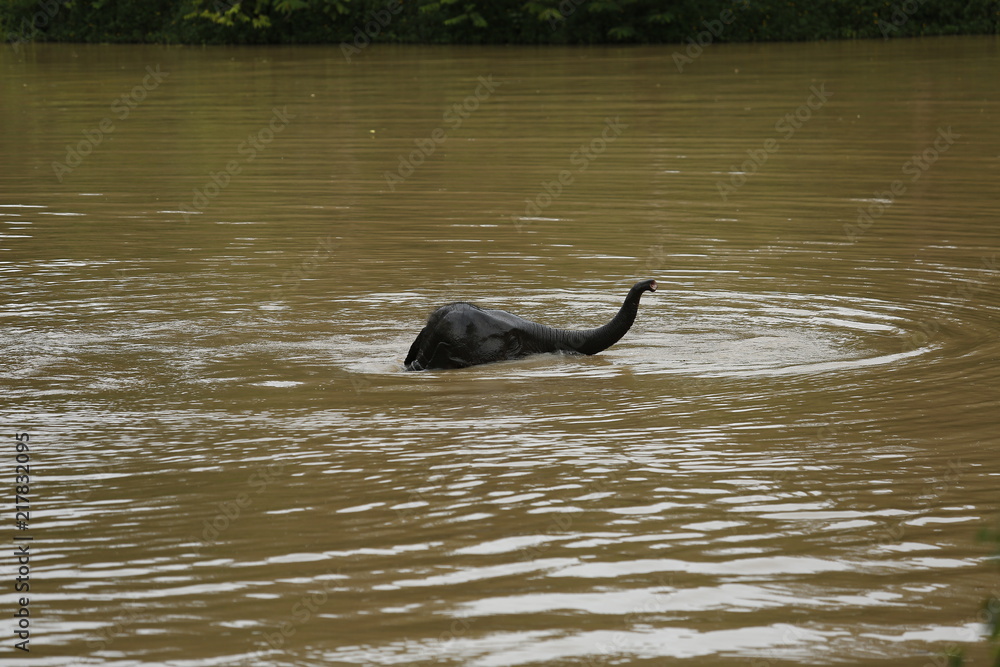 Fototapeta premium Thailand Elephants Roaming Free in Phitsanulok, Thailand.