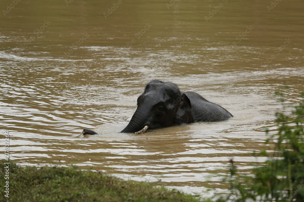 Thailand Elephants Roaming Free in Phitsanulok, Thailand. Thailand Elephants Roaming Free in Phitsanulok, Thailand.