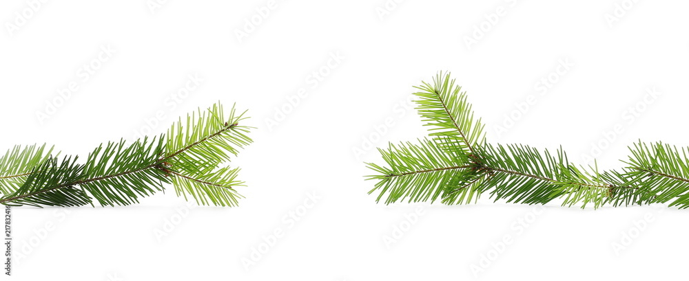 Pine branch, natural decoration isolated on white background