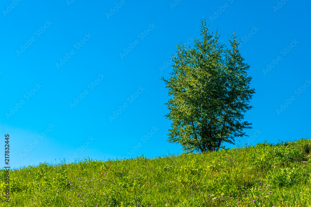 Lonely tree on the hill and clear blue sky Lonely tree on the hill and clear blue sky