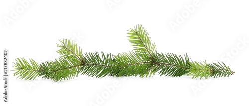 Pine branch  natural decoration isolated on white background