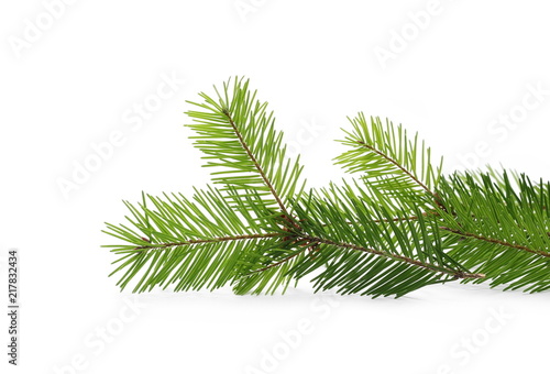 Pine branch, natural decoration isolated on white background © dule964