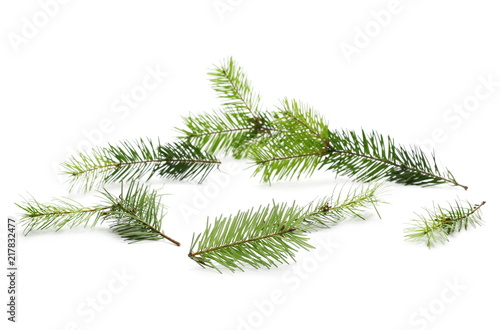 Pine branch, natural decoration isolated on white background