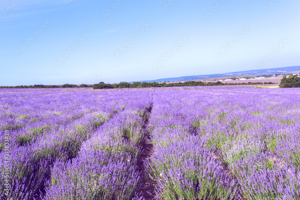 Obraz premium Lavender Field in the summer