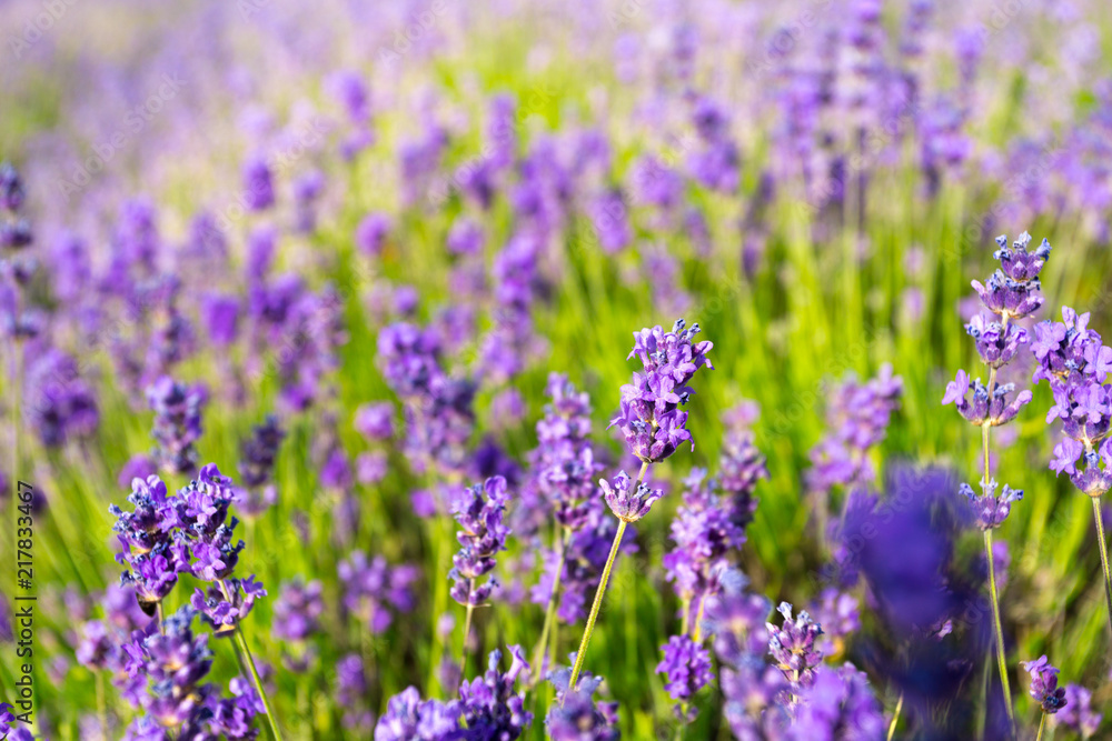 Lavender Field in the summer