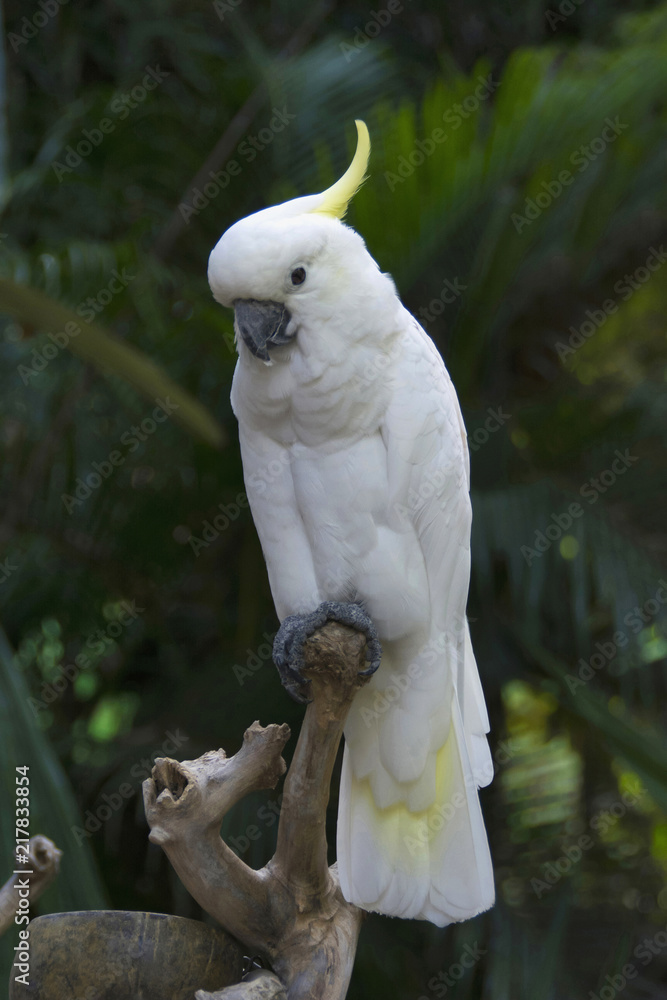 Close view of Sulphur-crested Cockatoo from Indonesia Close view of Sulphur-crested Cockatoo from Indonesia