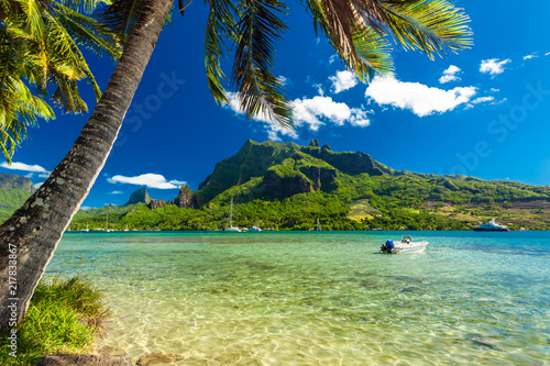 Palm Trees on Shoreline of Ocean at Moorea in Tahiti