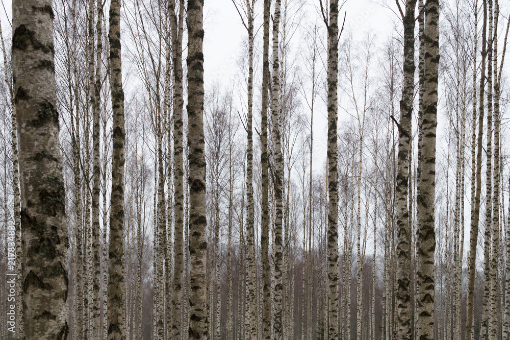 Birch forest with high trees 