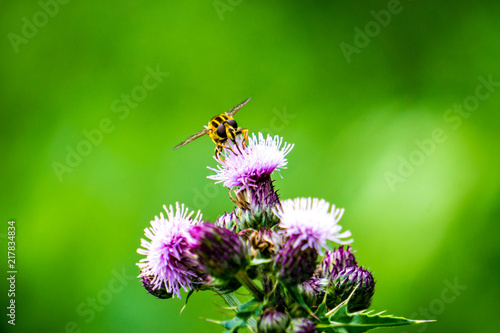 Paarse bloem met wesp