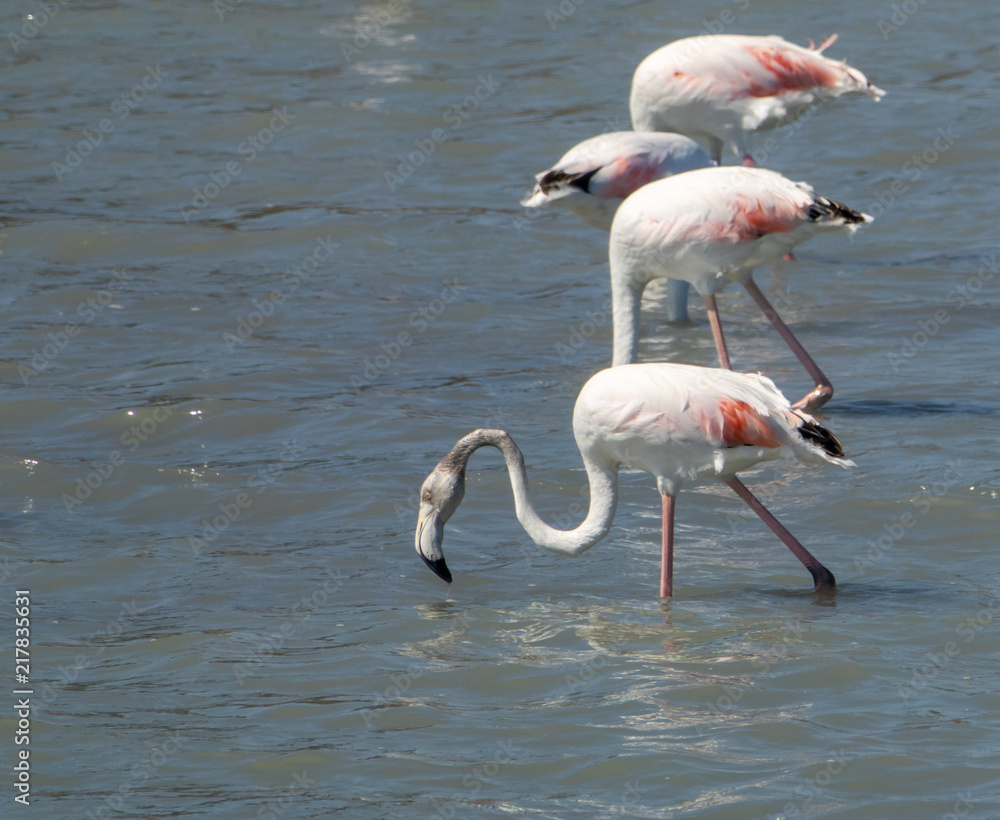Four pink flamingos walking on the salt lake in Spain