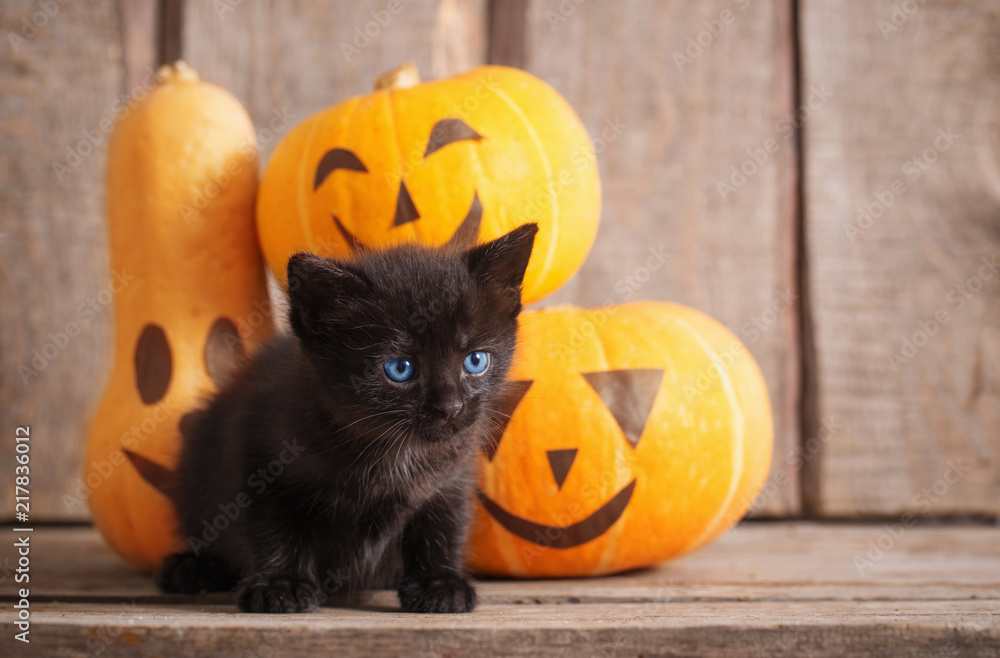 Obraz premium black little cat with halloween pumpkins