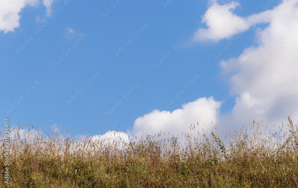 Green grass in the field against a bright blue sky with clouds Green grass in the field against a bright blue sky with clouds