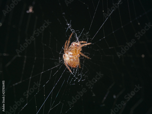 Macro Photo of Spiders are on the Web Isolated on Background