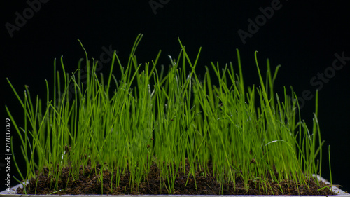 Photography green grass in flower pod
